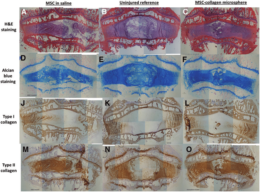 https://www.researchgate.net/figure/Histology-and-immunohistochemistry-of-intervertebral-disc-IVD-in-different-groups_fig5_259488635